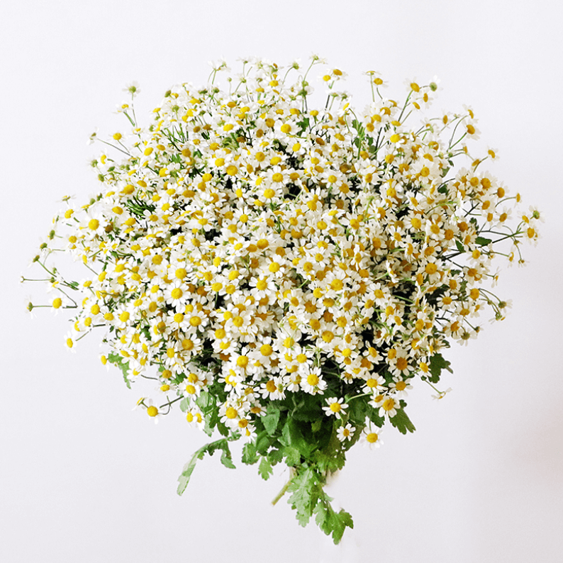 25 Stems Chamomile Flower Tanacetum chamomile daisies