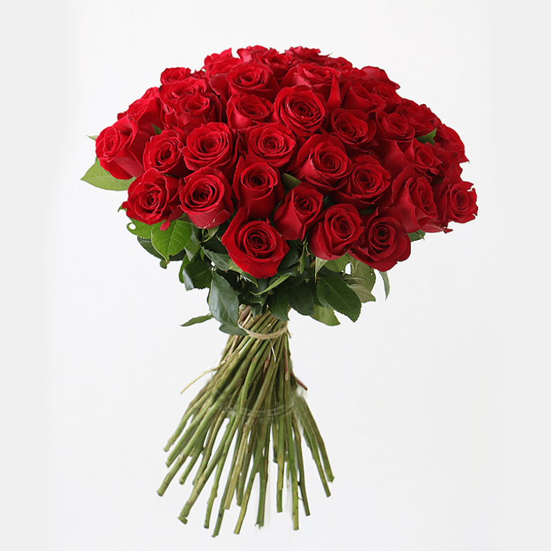 50 red roses 50 red roses