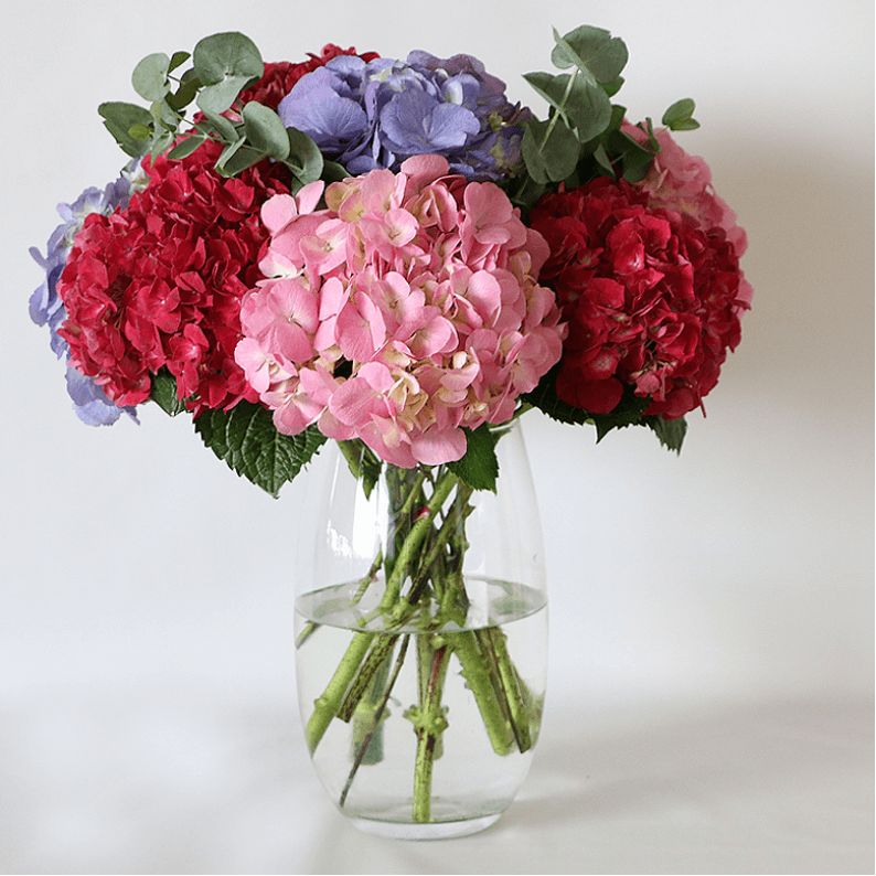 Mixed Hydangea bouquet in a Glass Vase Pink, dark pink and purple hydrangea bouquet in a vase