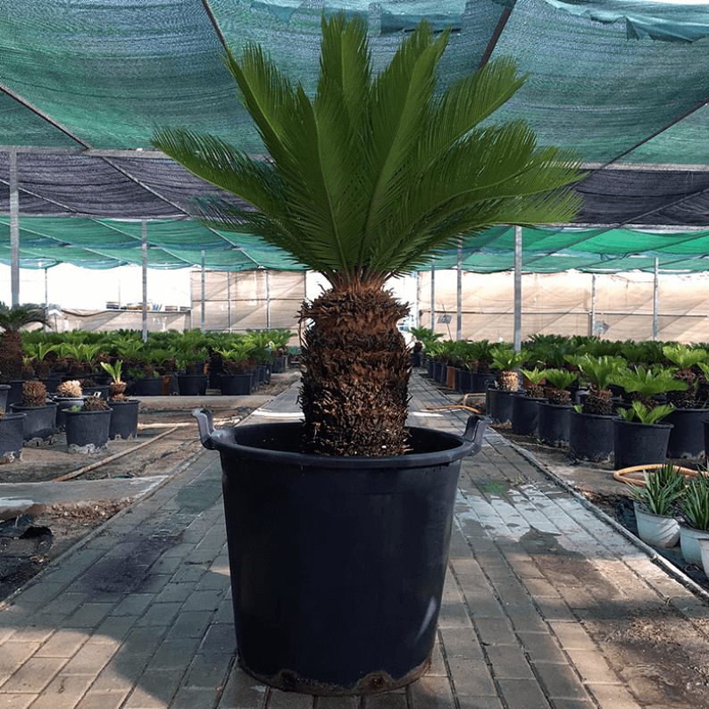 Cycas large without pot Large cycas