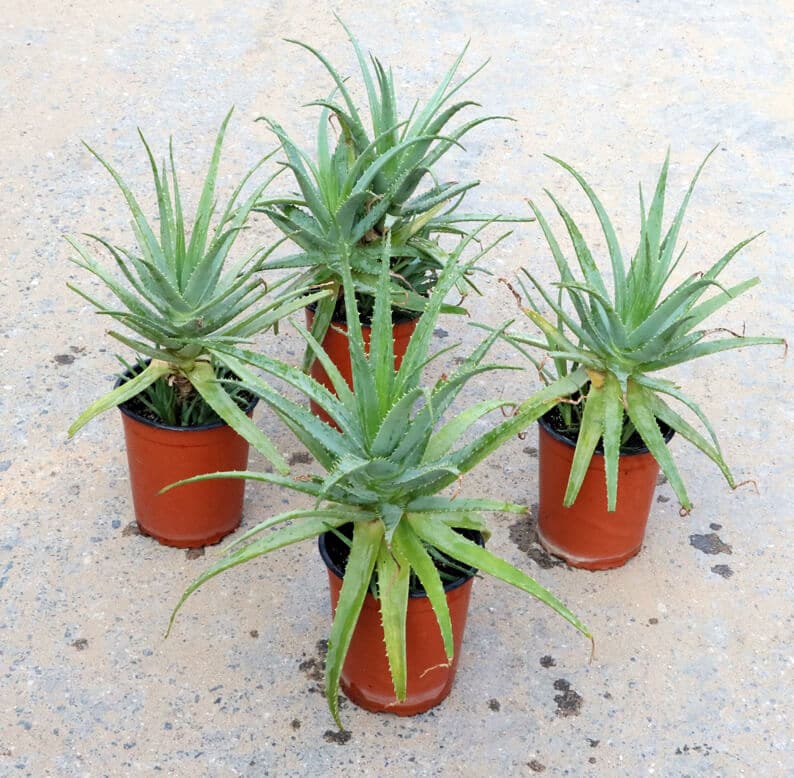 four aloe vera plants Aloe vera plants