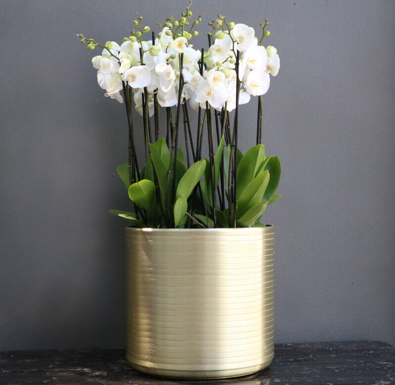 Six white phalaenopsis orchids planted in a large tall gold pot Six white phalaenopsis orchids planted in a large tall gold pot
