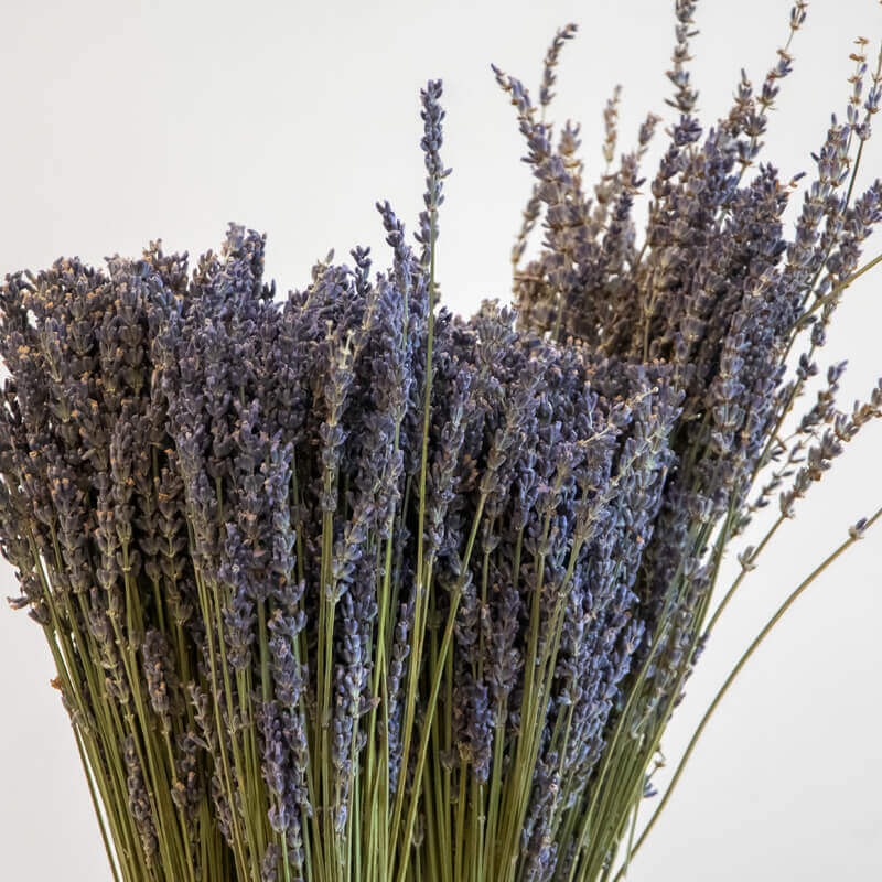 Dried Lavender 1 Dried lavender close up