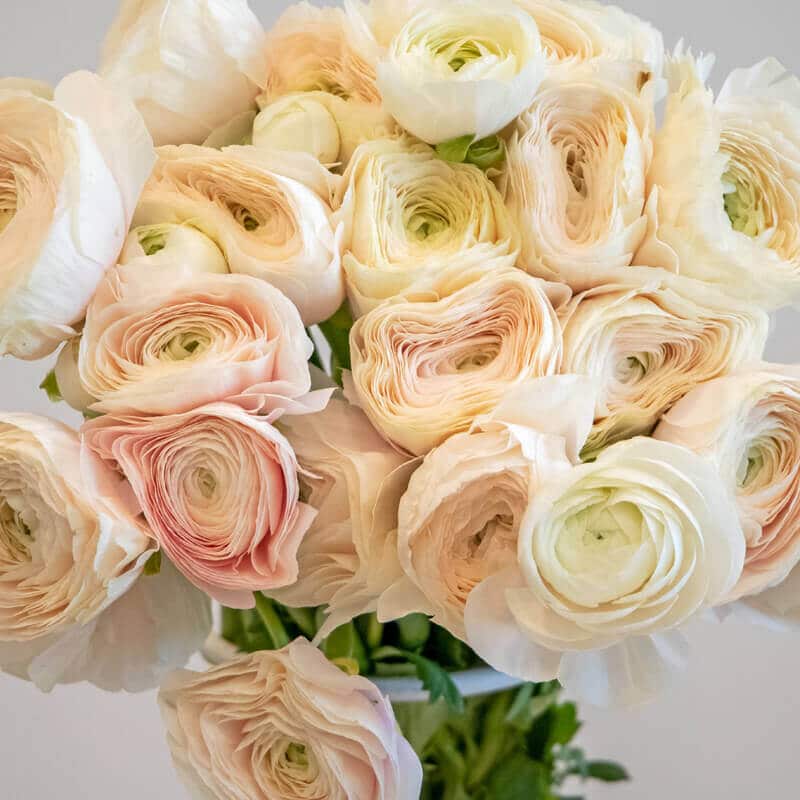 Light Pink Ranunculus 1 Pink Ranunculus close up