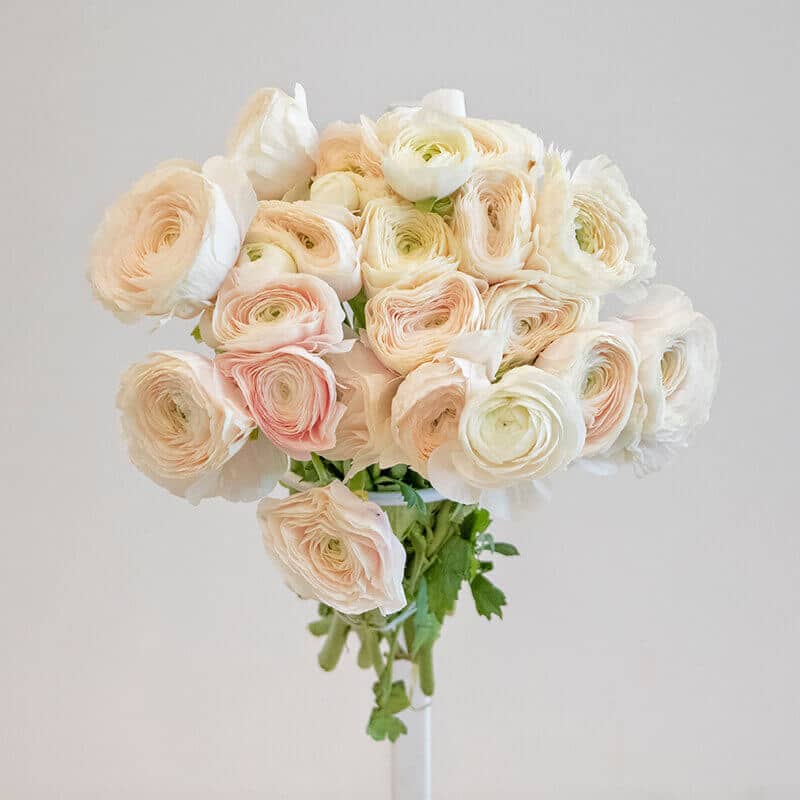 Light Pink Ranunculus Pink Ranunculus
