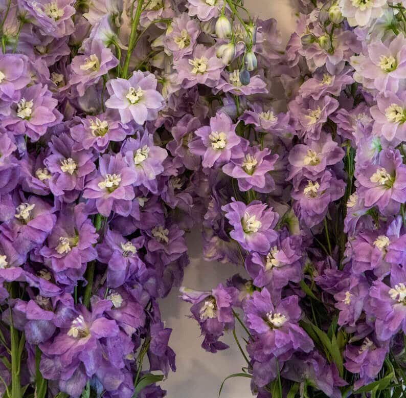 Purple Delphiunium 1 purple delphinium close up