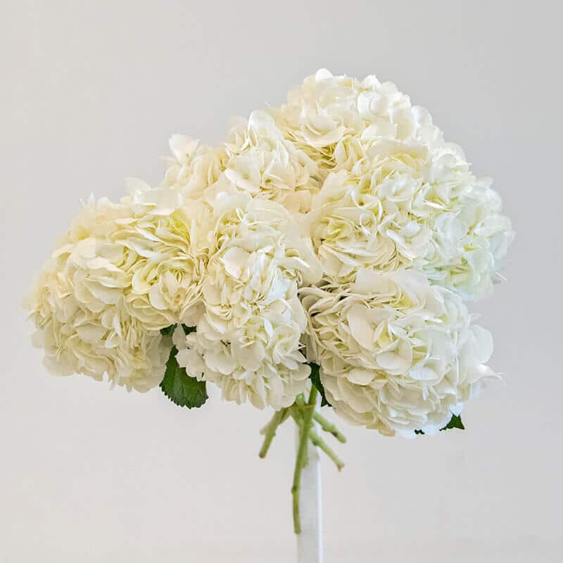 White Hydrangea white hydrangea