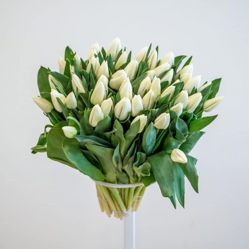 white tulips White Tulips