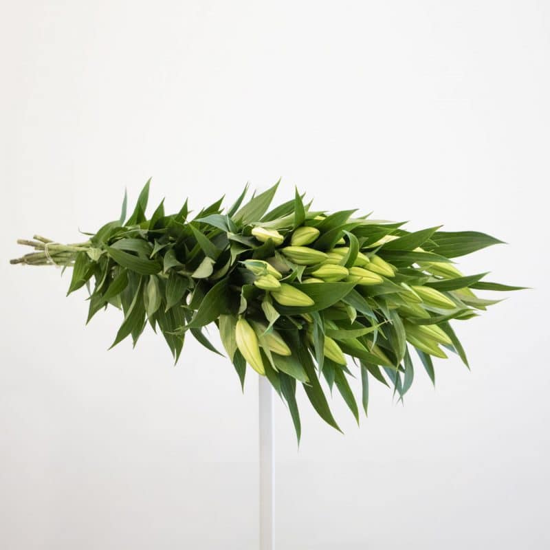white Lily white Lily