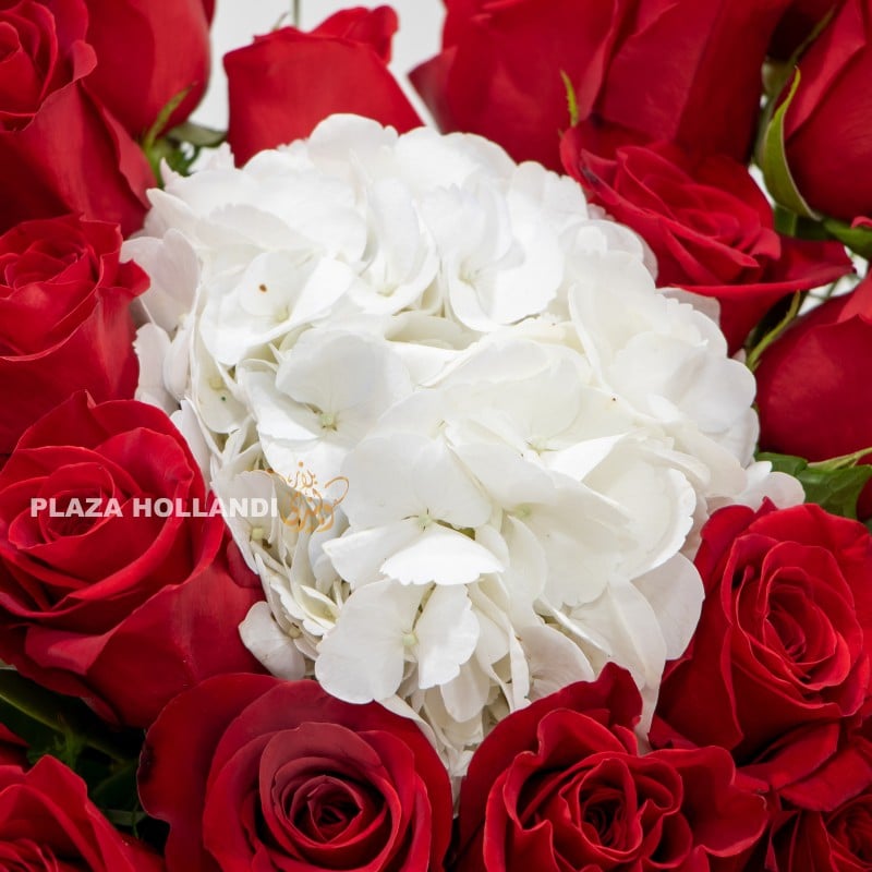 3.1 close up of white hydrangea