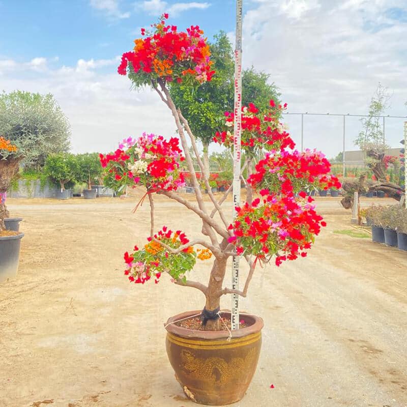 G Bougainvillea Umbrella with red flowers