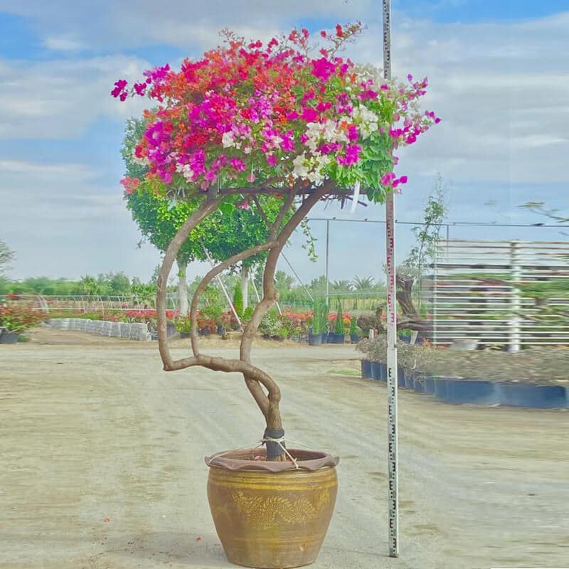 H Large multi-coloured bougainvillea