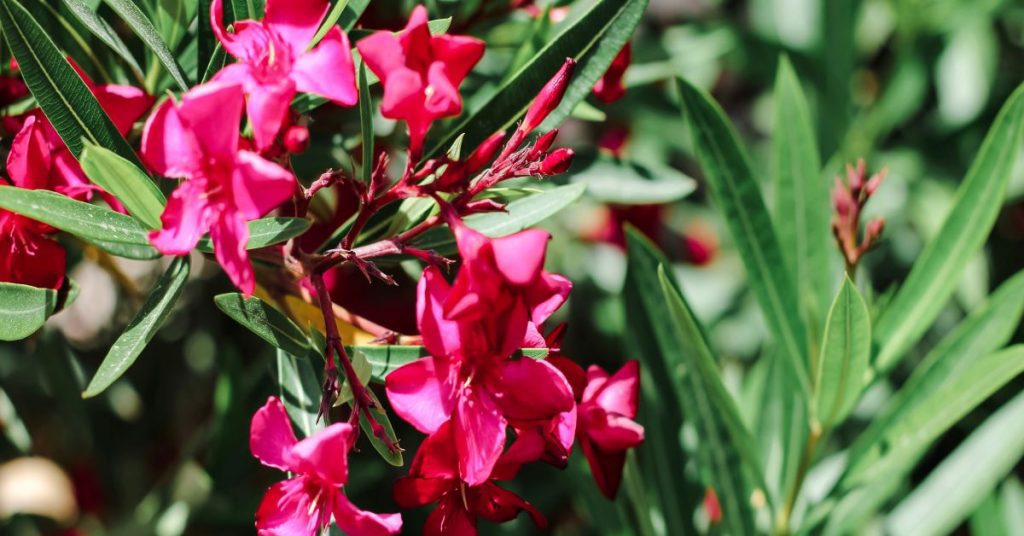 The Meaning of Roses 25 Oleander shrub banner