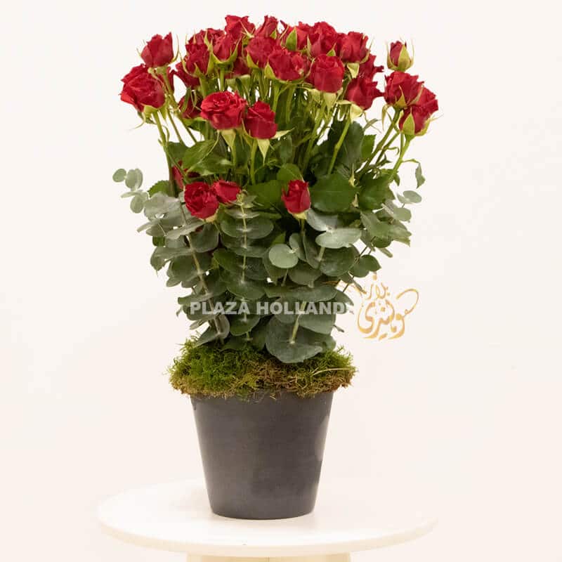 AR 03 Red spray rose arrangement