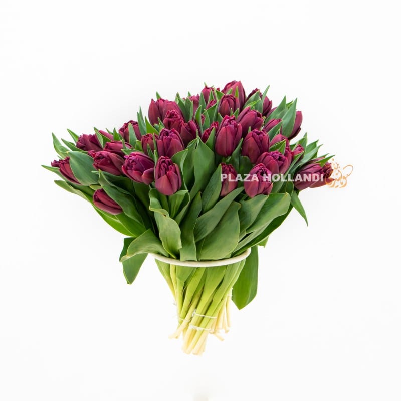 1 Purple tulips