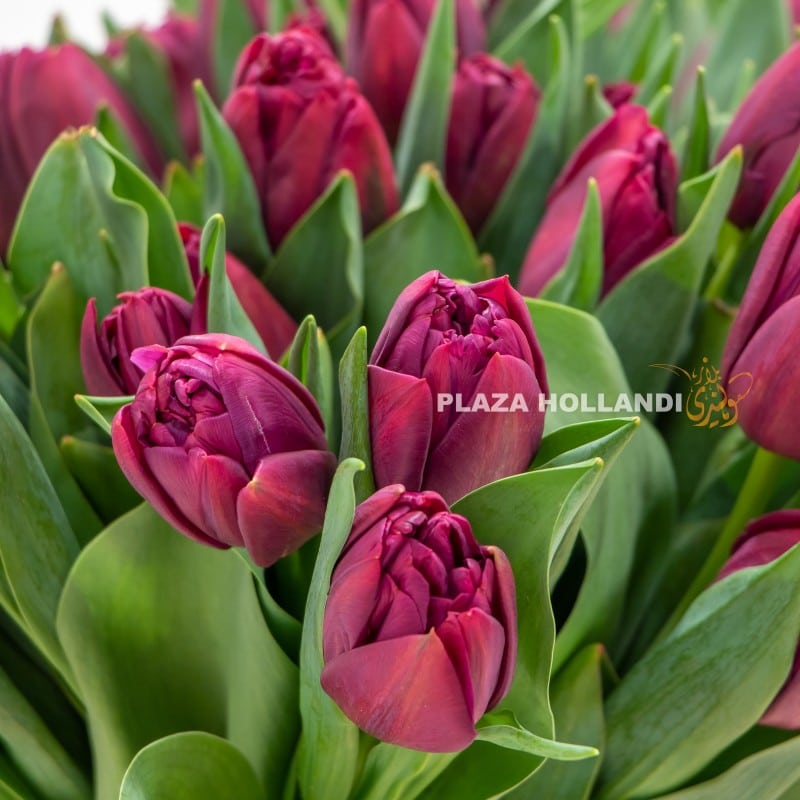 1.1 Purple tulips