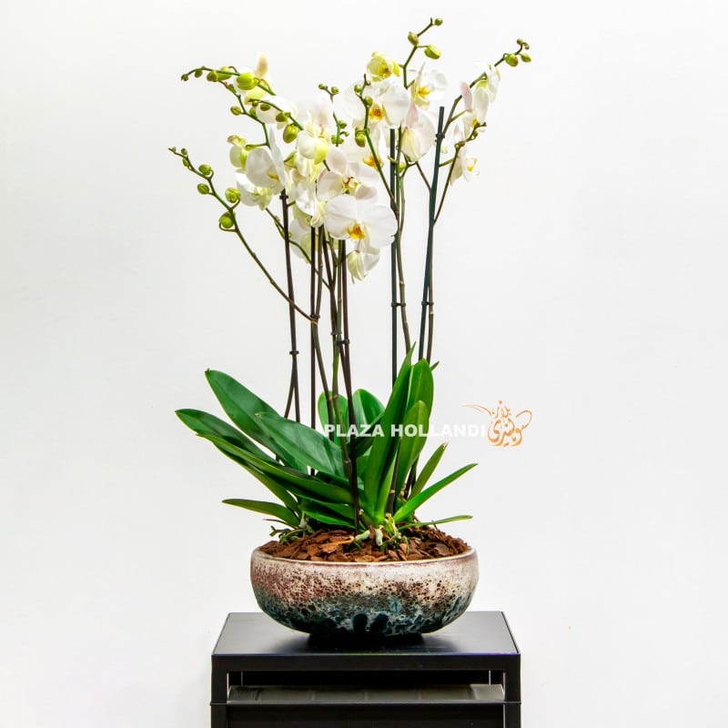 10 White orchids in a pot