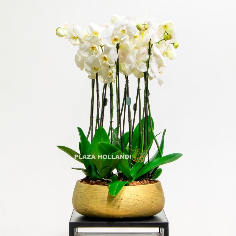4 Orchids in a gold pot