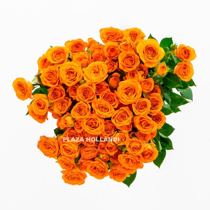 5 Orange Spray rose flowers