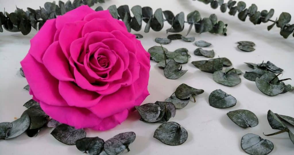 The Meaning of Roses 24 Rose amor preserved rose