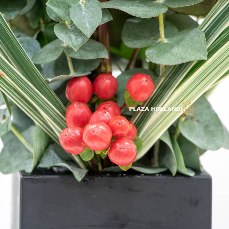 1.6 Hypericum flower