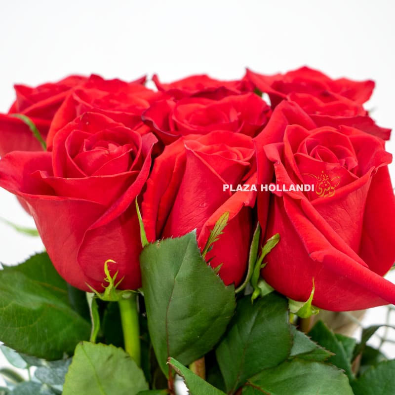 1.6_1 red roses