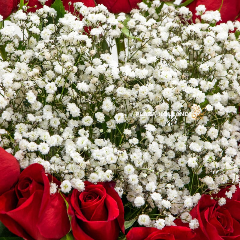 12.4 close up of gypsophilia