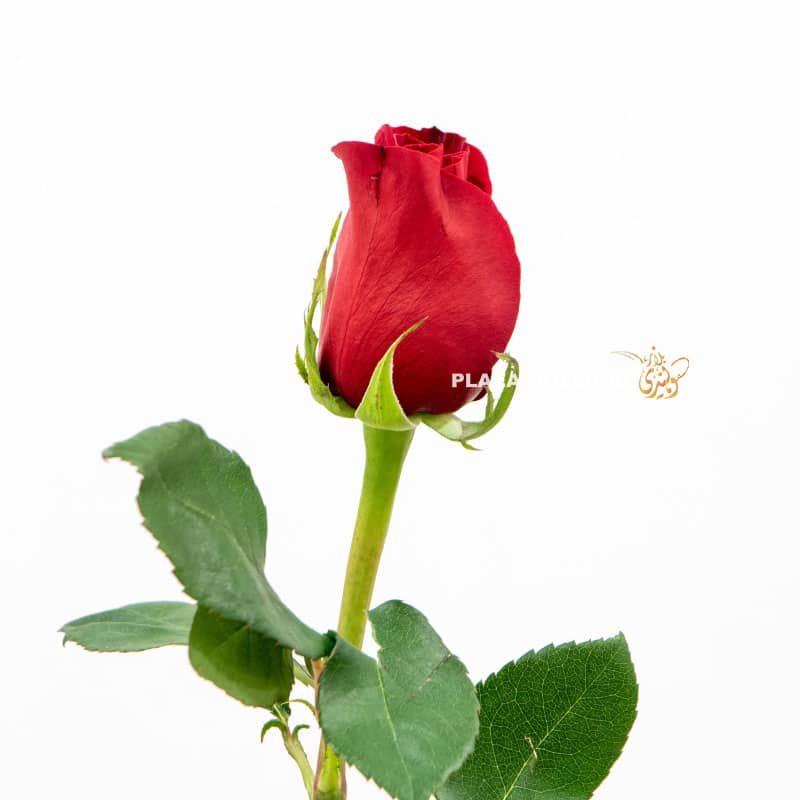 13.4 red rose