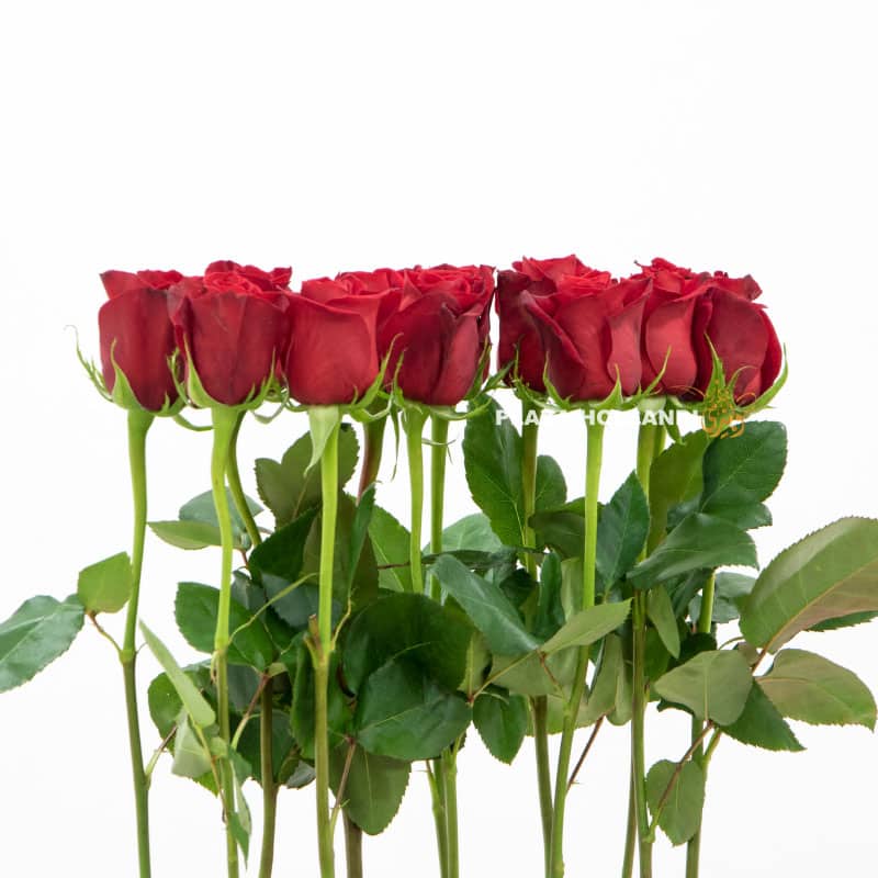17.2 12 red roses