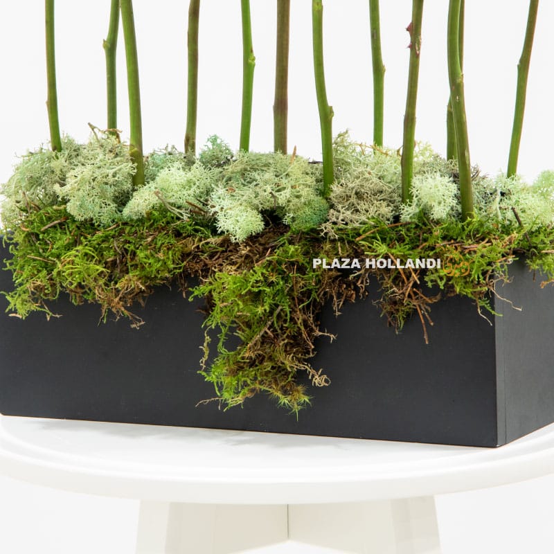 17.4 black box with moss