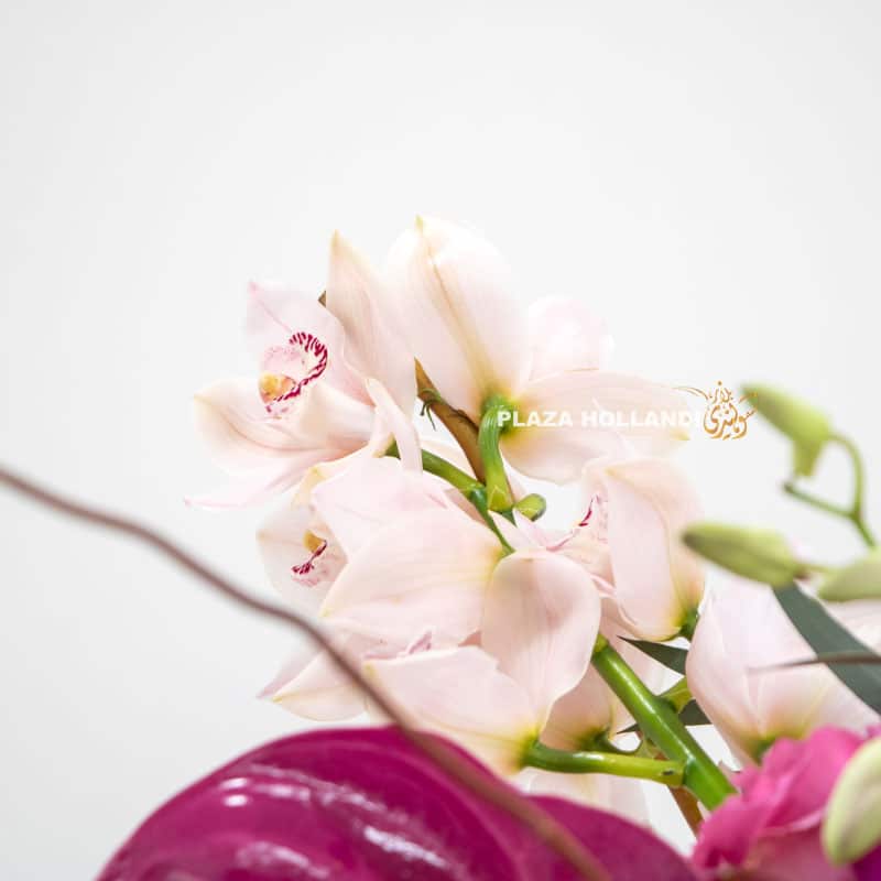 5.3 close up of cymbidium orchid