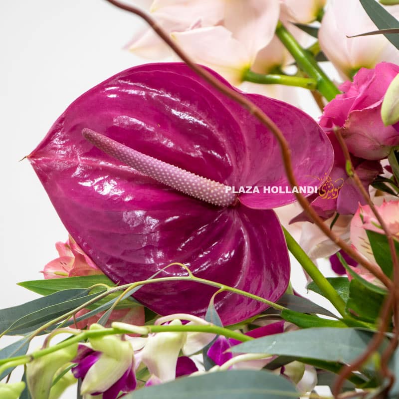 5.4 Close up of purple anthurium flower