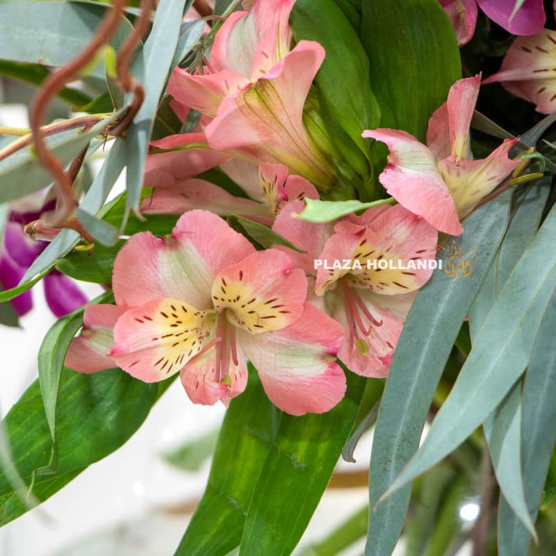5.6 close up of alstromeria