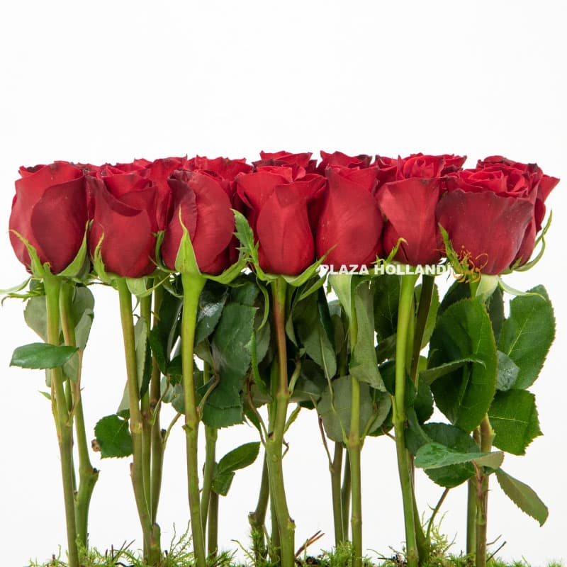 8.2 red roses in a black box
