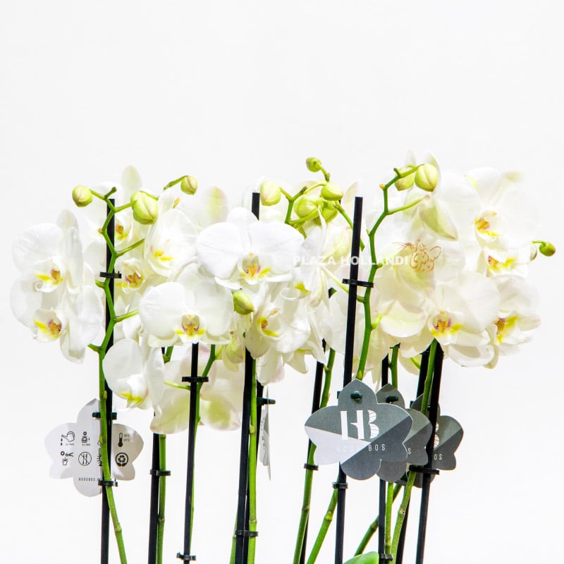 1.2 Close up of white orchids