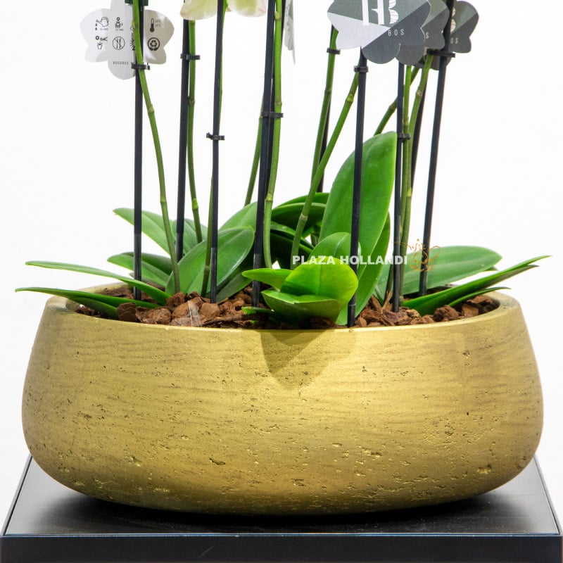 1.3 close up of gold pot