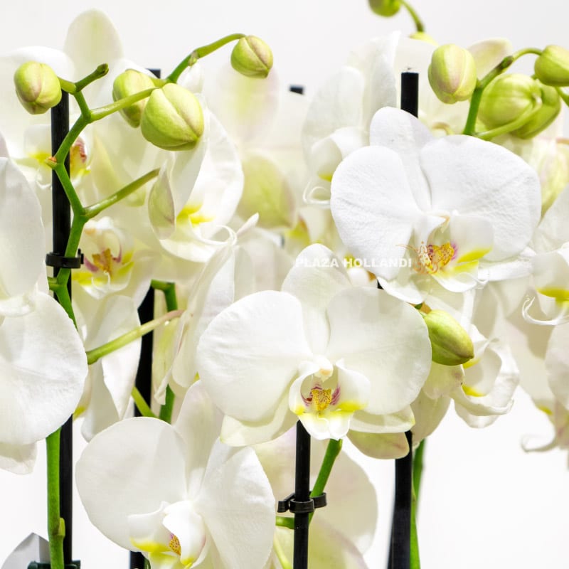 1.4 Close up of white orchids