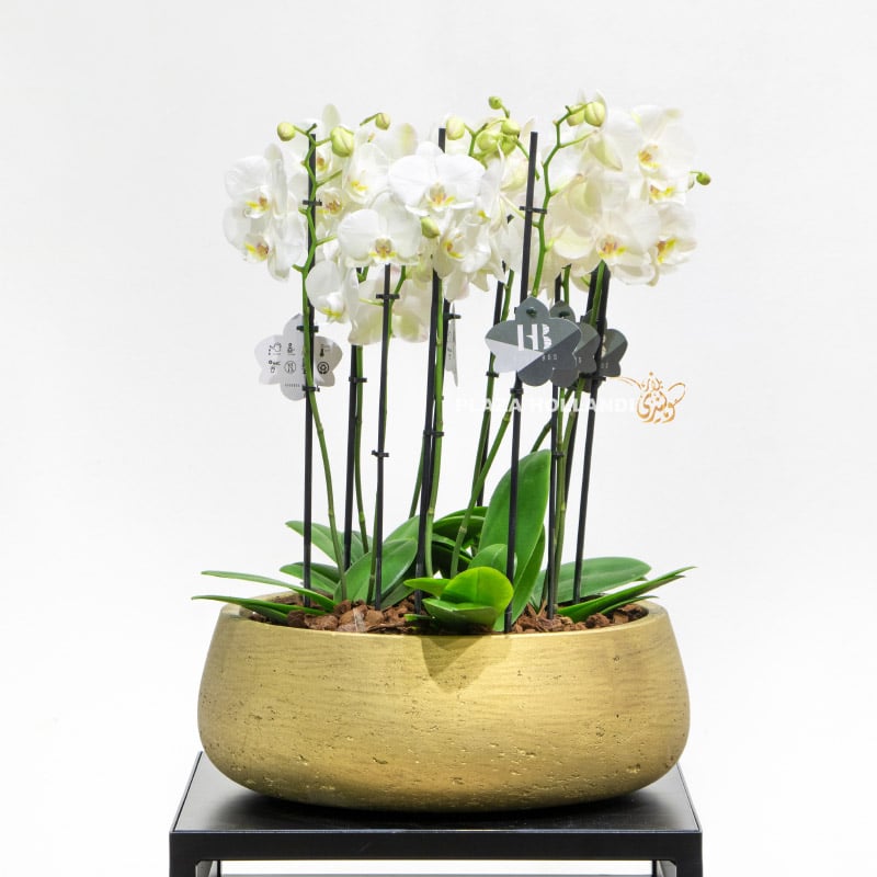 1 Five white orchid plants in a gold pot