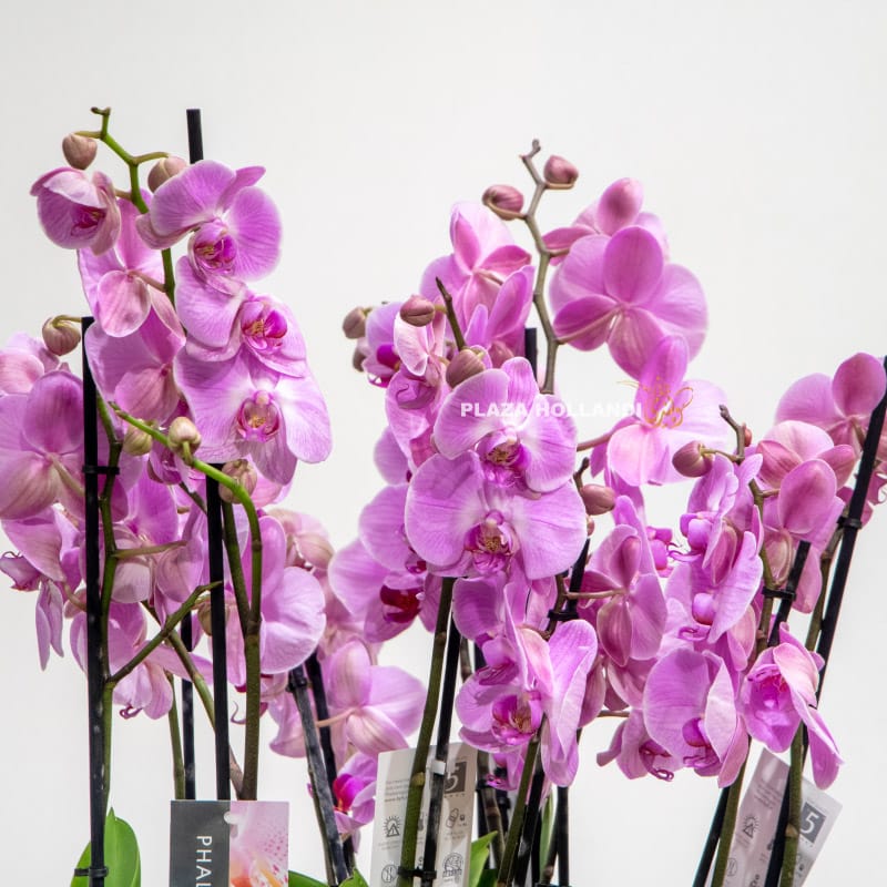 11.2 Close up of light purple orchid plant