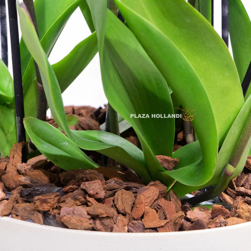 11.3 Close up of pot