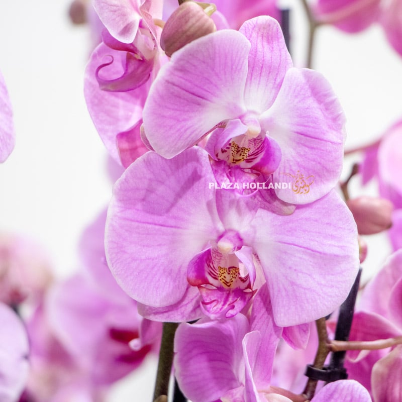 11.4 light purple phalaenopsis orchids