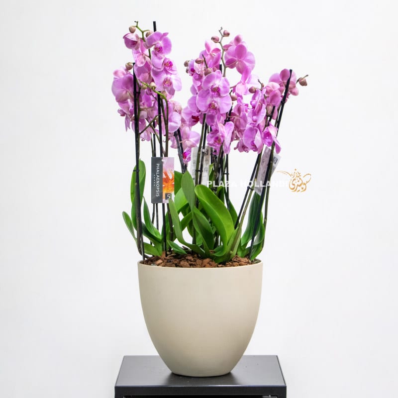 11 Light purple orchids in a pot