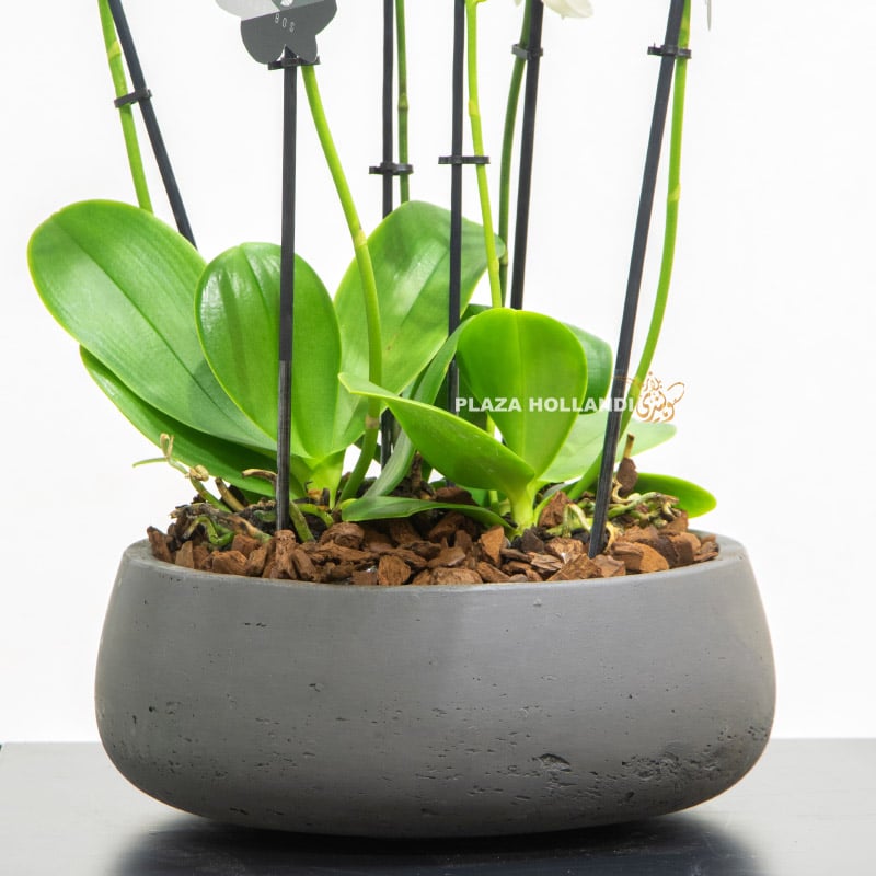 4.2 Grey pot with plants