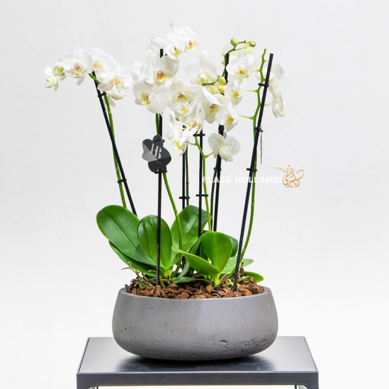 4 White phalaenopsis orchids in a grey pot