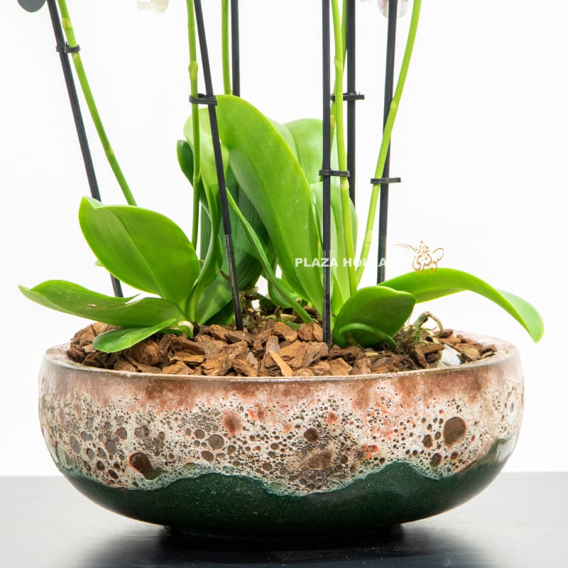 5.3 Round textured pot with orchids