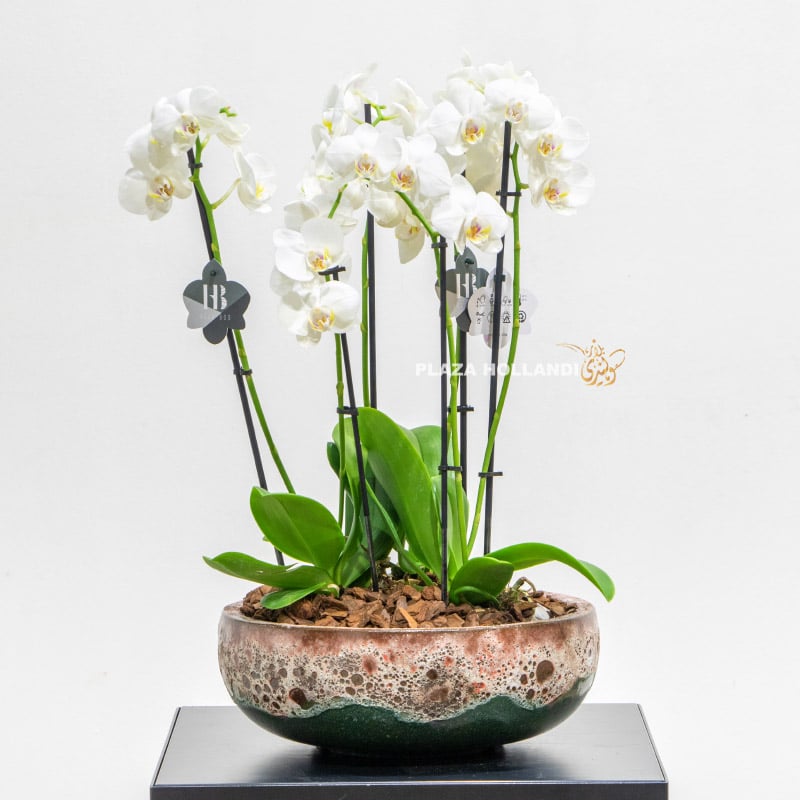 5 Round textured pot with orchids