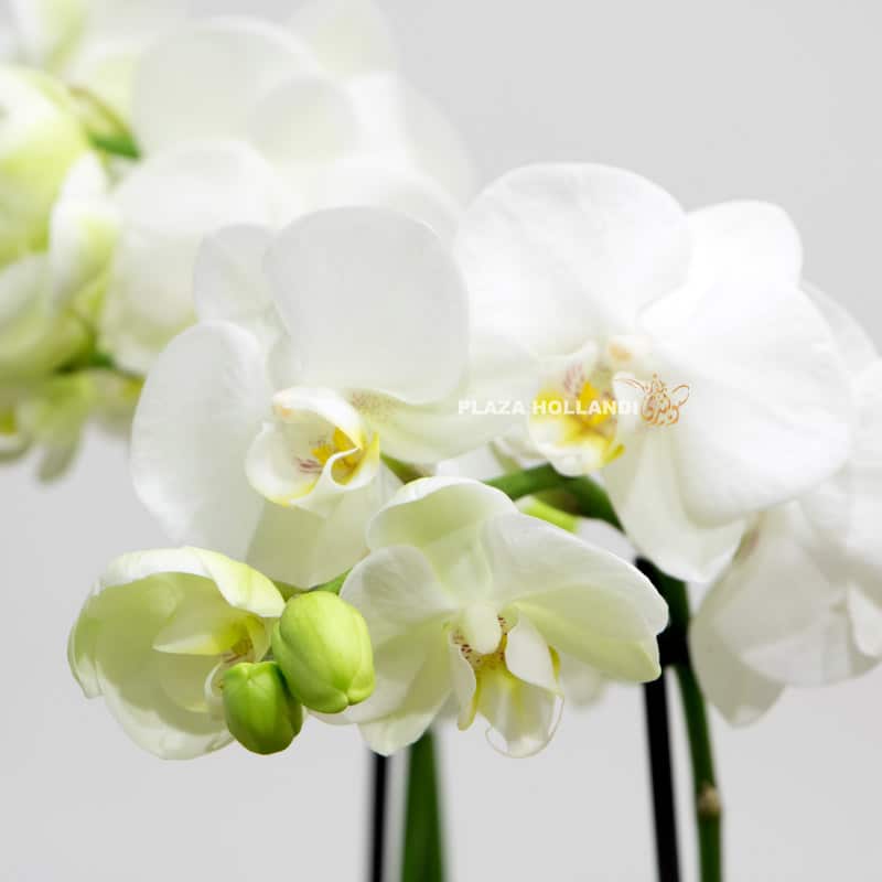 6.3 close up of orchids