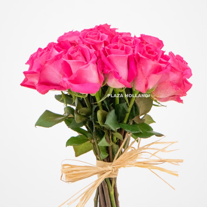 1.2 Close up of pink roses