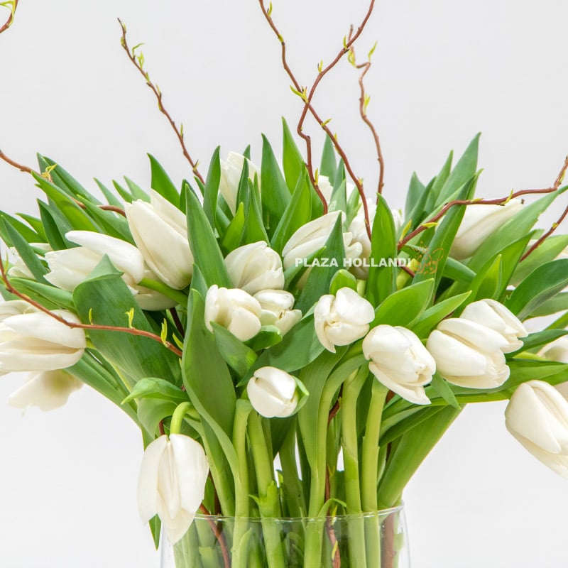 2.2 Close up of white tulips