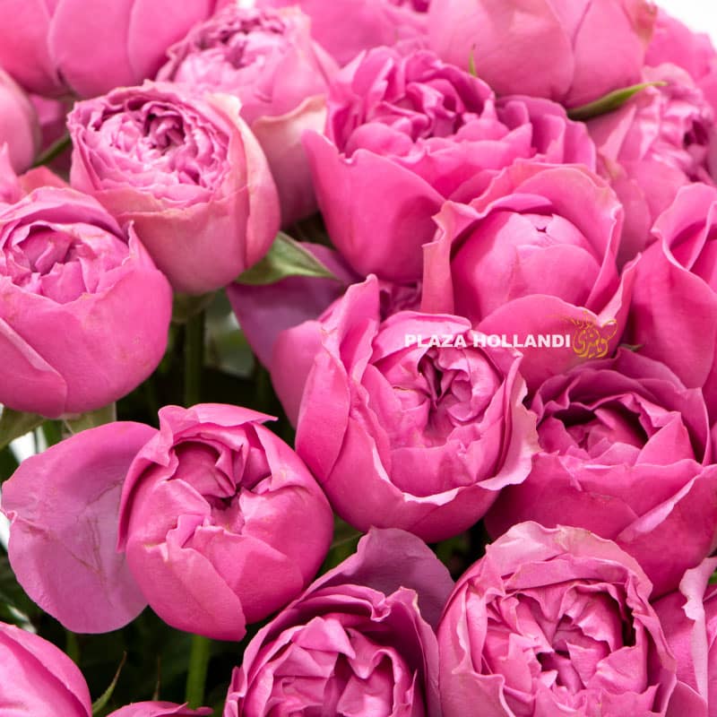 2.2 close up of Misty bubble spray roses